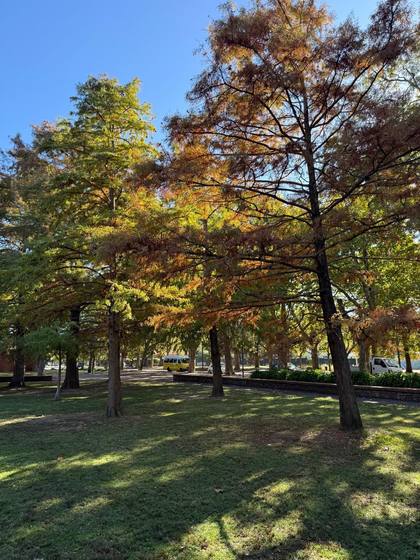 Juegos en otoño